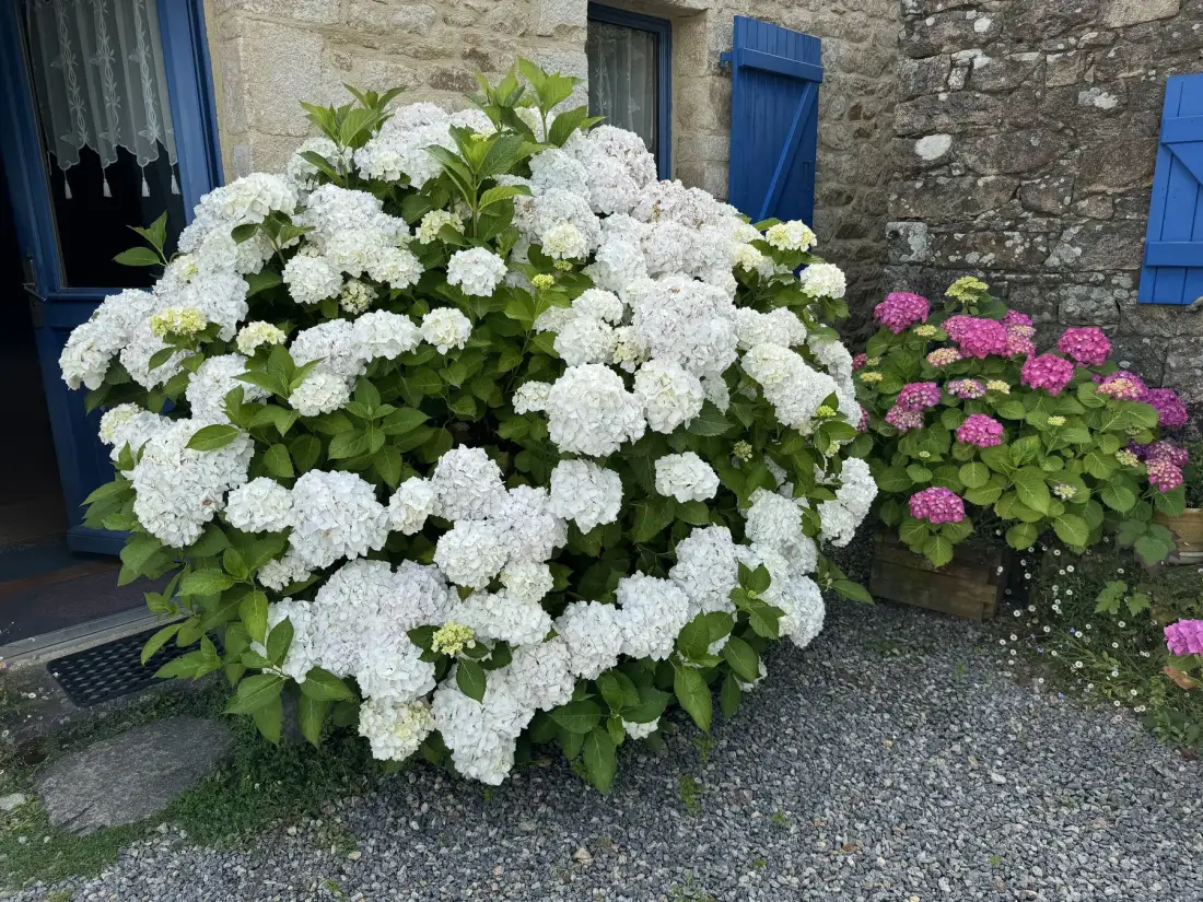 Casa bretona con jardín, golfo a 200 m