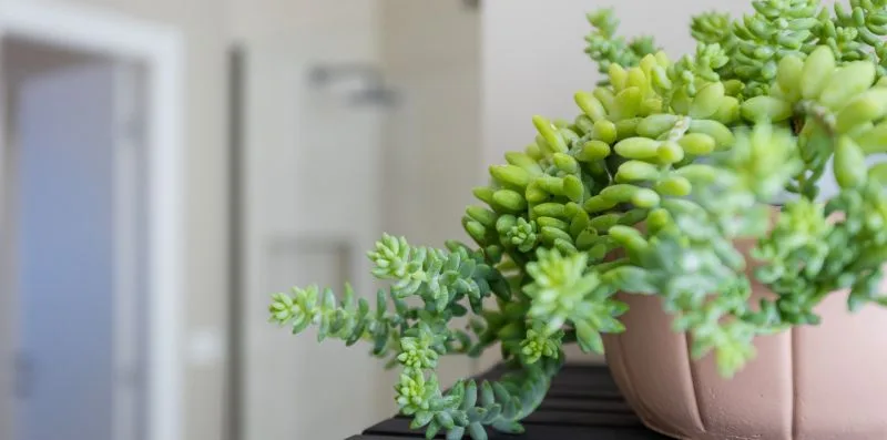 A potted succulent sits on a dark surface in a softly lit indoor scene.