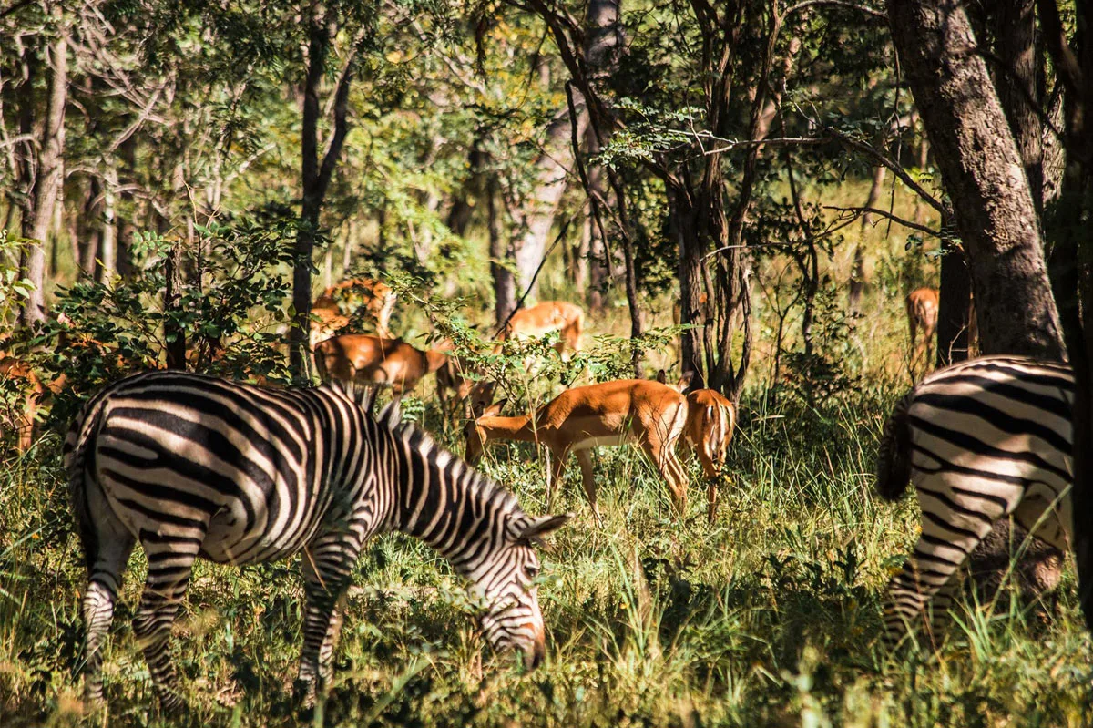Fauna silvestre