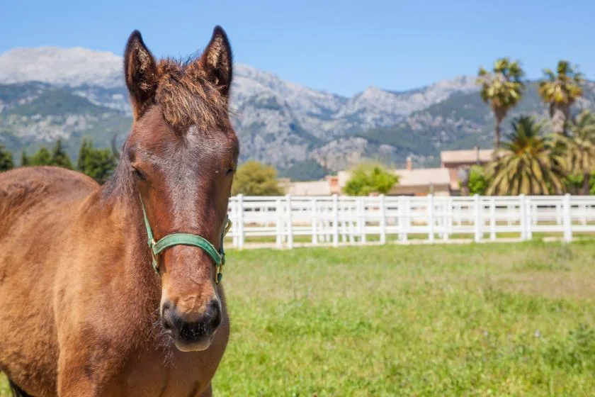 Un caballo marrón está en un campo de hierba junto a una cerca blanca, con montañas al fondo.