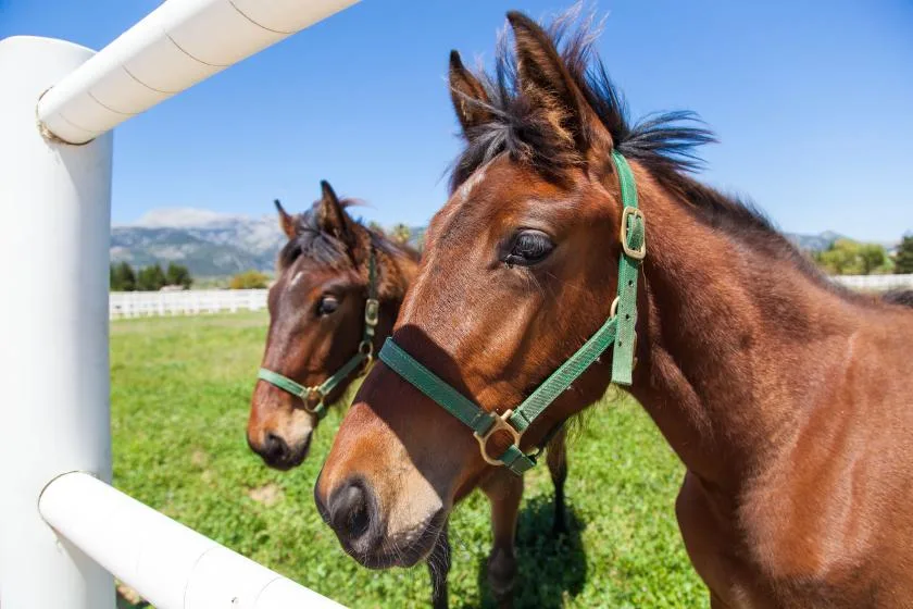 Dos caballos marrones están detrás de una cerca blanca en un campo de hierba.