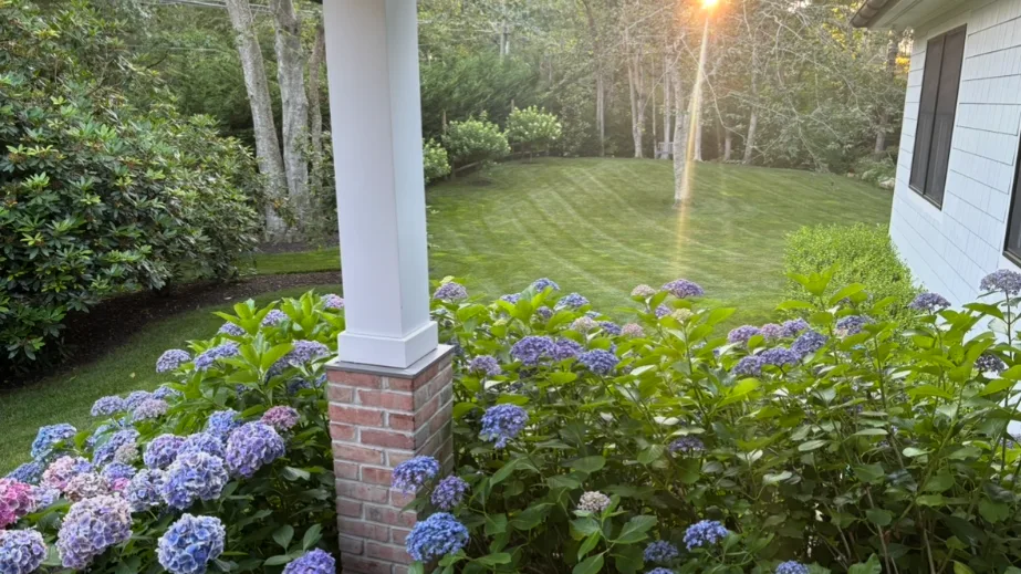 A garden with flowering hydrangeas borders a green lawn beside a house.