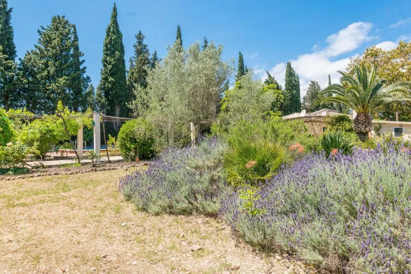 Un jardín ajardinado con arbustos en flor, árboles y un sendero seco bajo un cielo despejado.