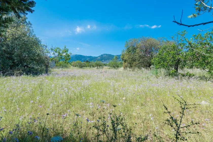 Un prado de flores silvestres se extiende entre árboles frondosos, con colinas a lo lejos.