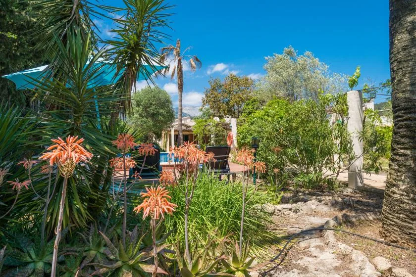 Un patio ajardinado soleado rodeado de plantas frondosas y suculentas en flor.