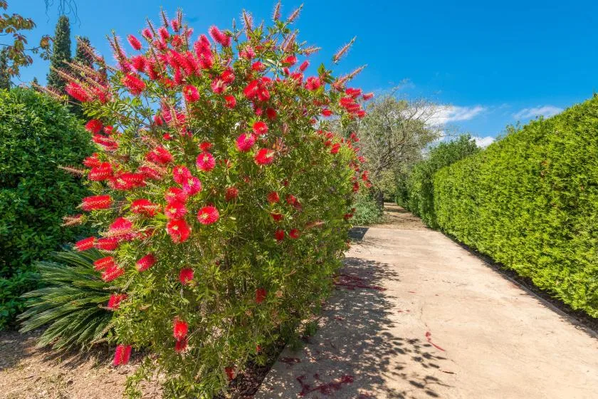 Un sendero soleado atraviesa el jardín entre setos verdes y arbustos floridos.