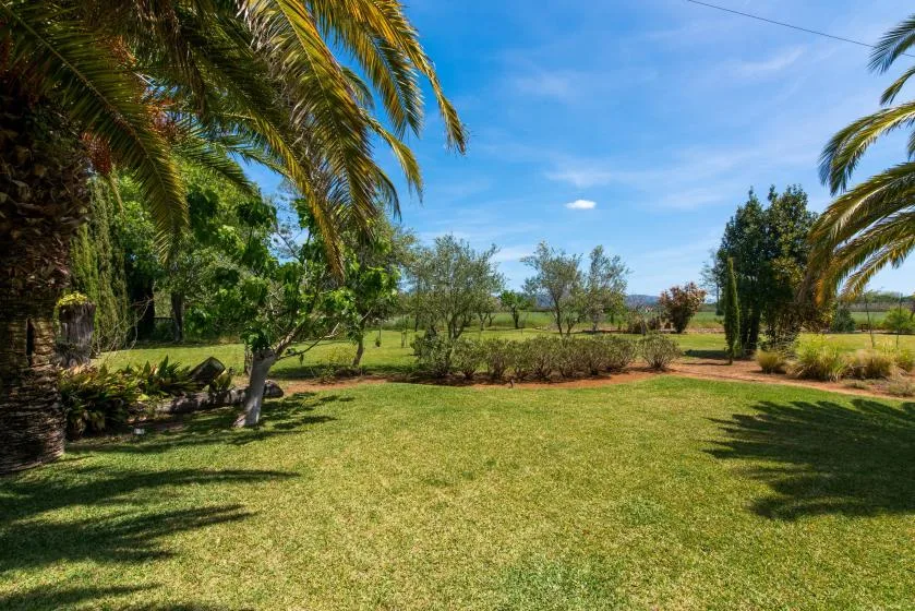 Un césped soleado está rodeado de palmeras y otra vegetación.
