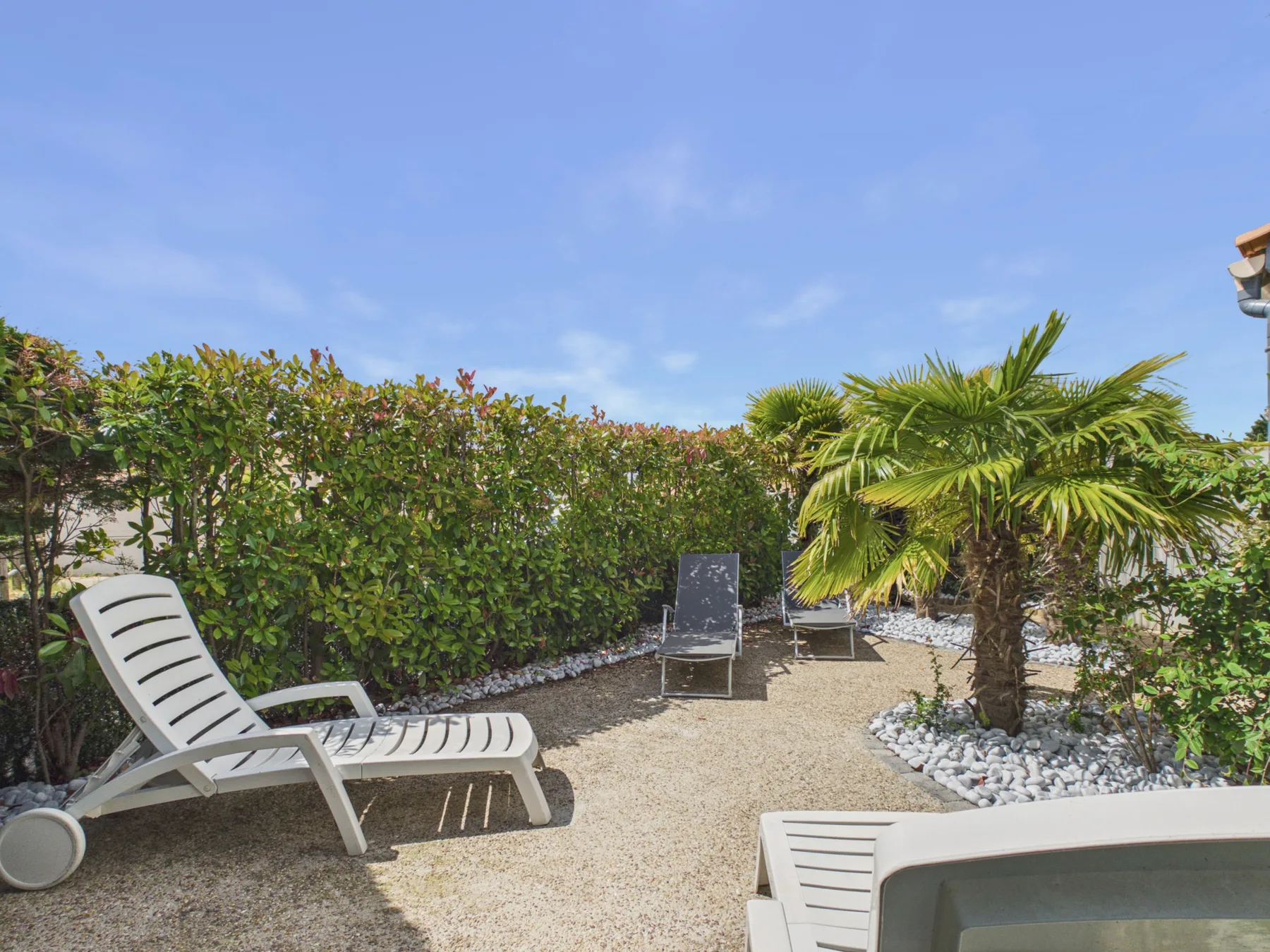 Outdoor seating area with lounge chairs beside a hedge and palm trees.