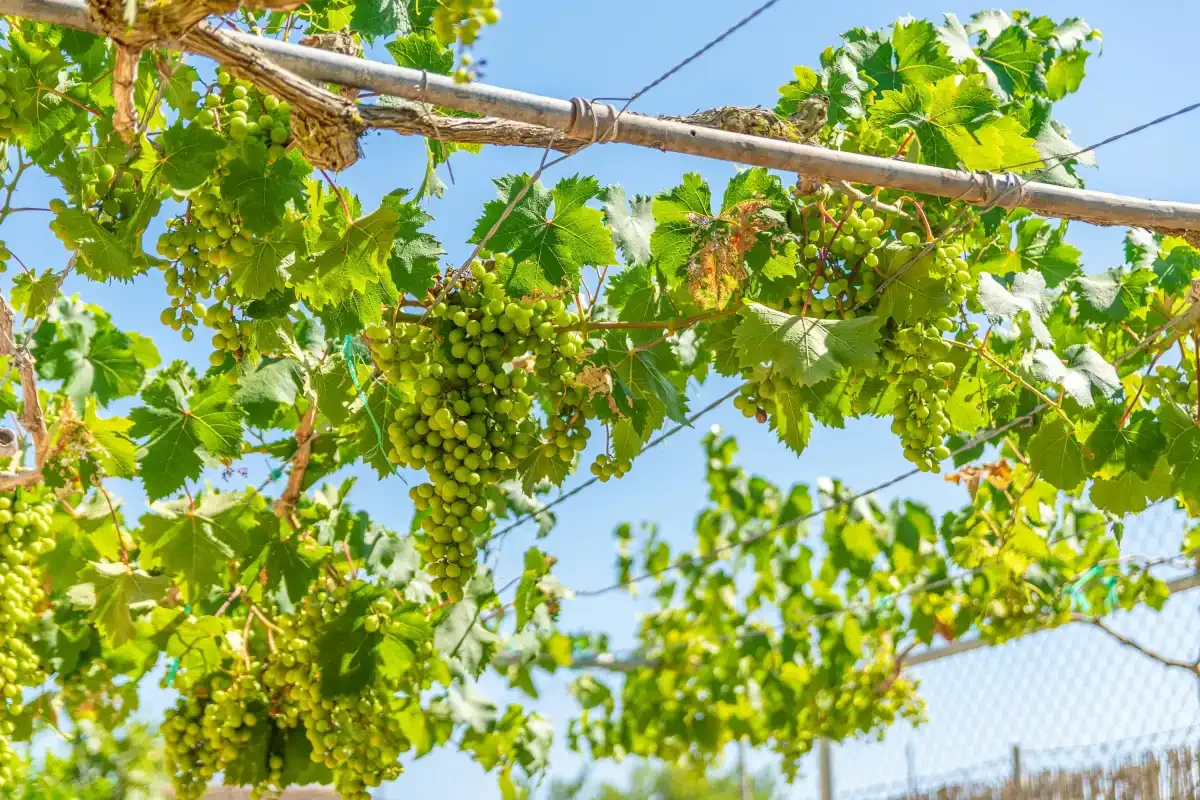 Racimos de uvas verdes cuelgan de vides frondosas bajo un cielo azul soleado.