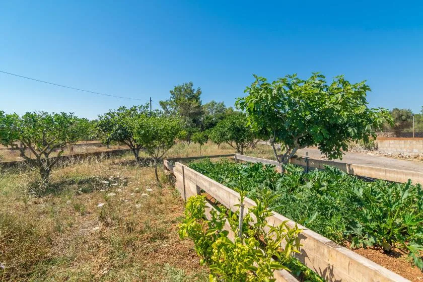Un jardín soleado con árboles frondosos y bancales de cultivo elevados.