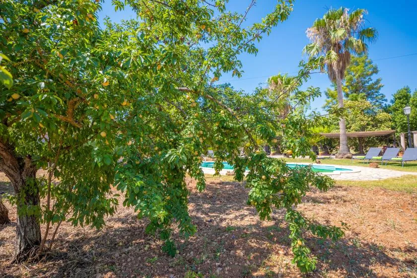 Un jardín frondoso rodea una piscina al aire libre bajo un cielo despejado.
