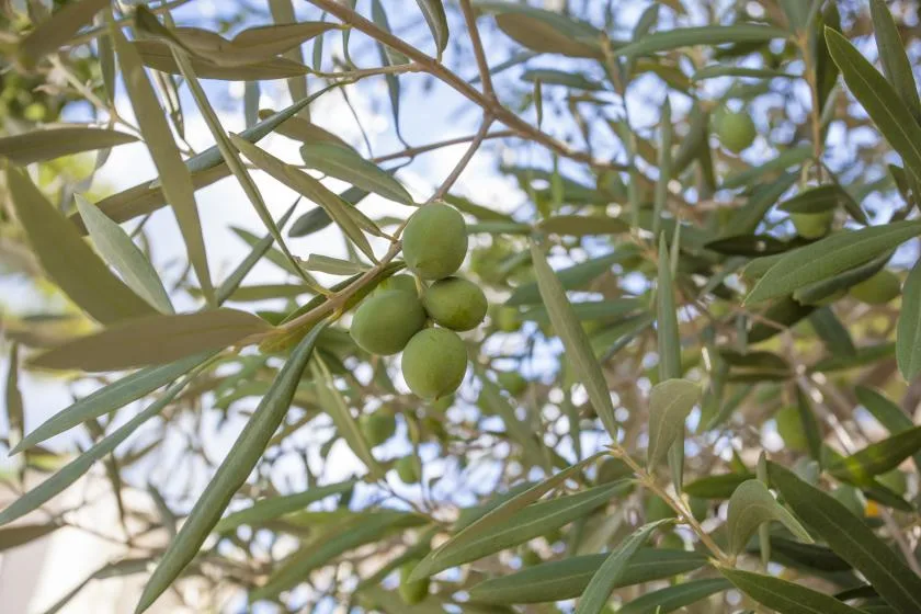 Aceitunas verdes crecen entre hojas estrechas en una rama.