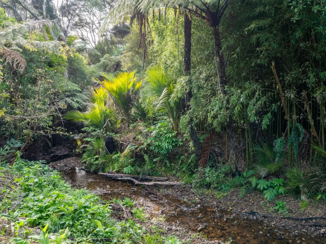 A small stream flowing through a forest with palm trees and dense green vegetation at Valley Hideaway - Kuaotunu Holiday Cabin in Kuaotunu