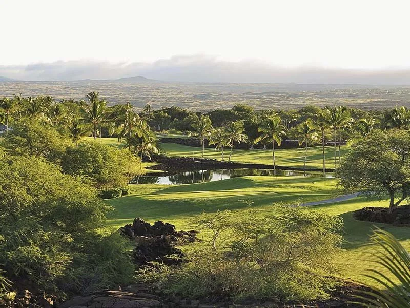A green golf course with palm trees and a small pond.