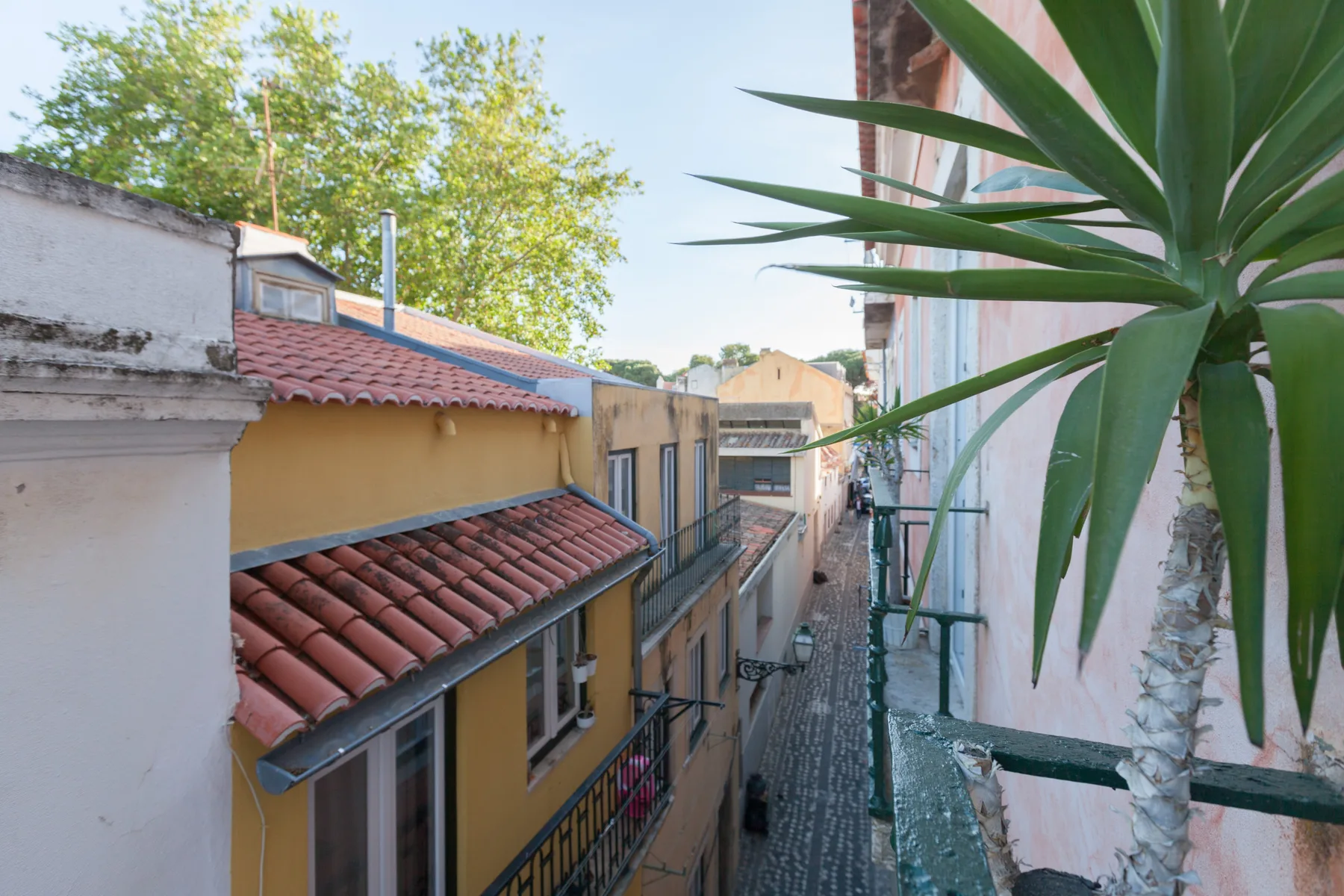 Una calle estrecha de adoquines pasa entre edificios muy próximos, con una planta grande en primer plano.