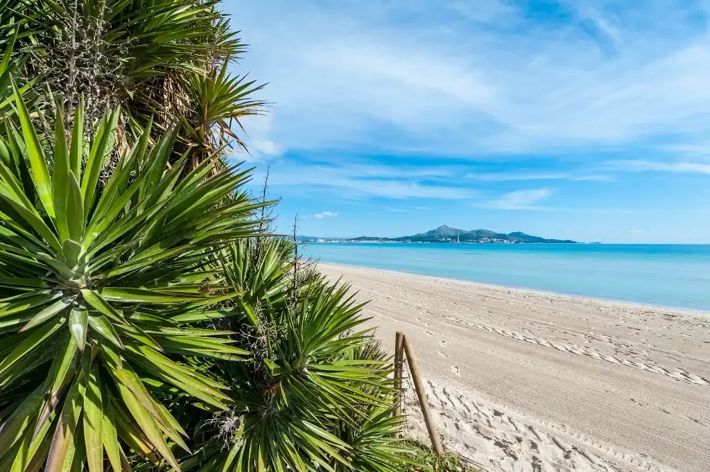 Una playa de arena se extiende junto a plantas verdes puntiagudas bajo un cielo azul.