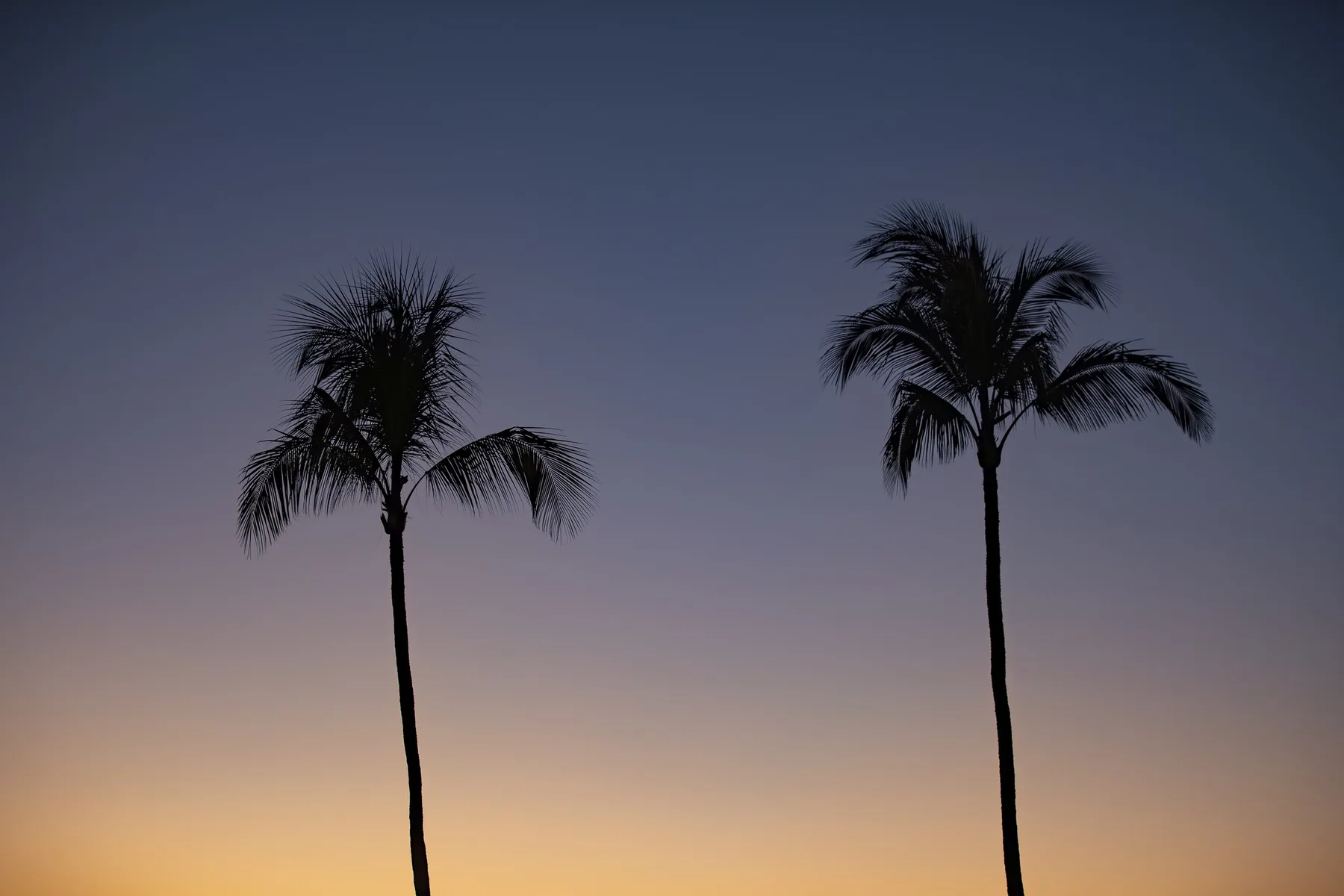 Palm trees stand against a fading sunset sky.