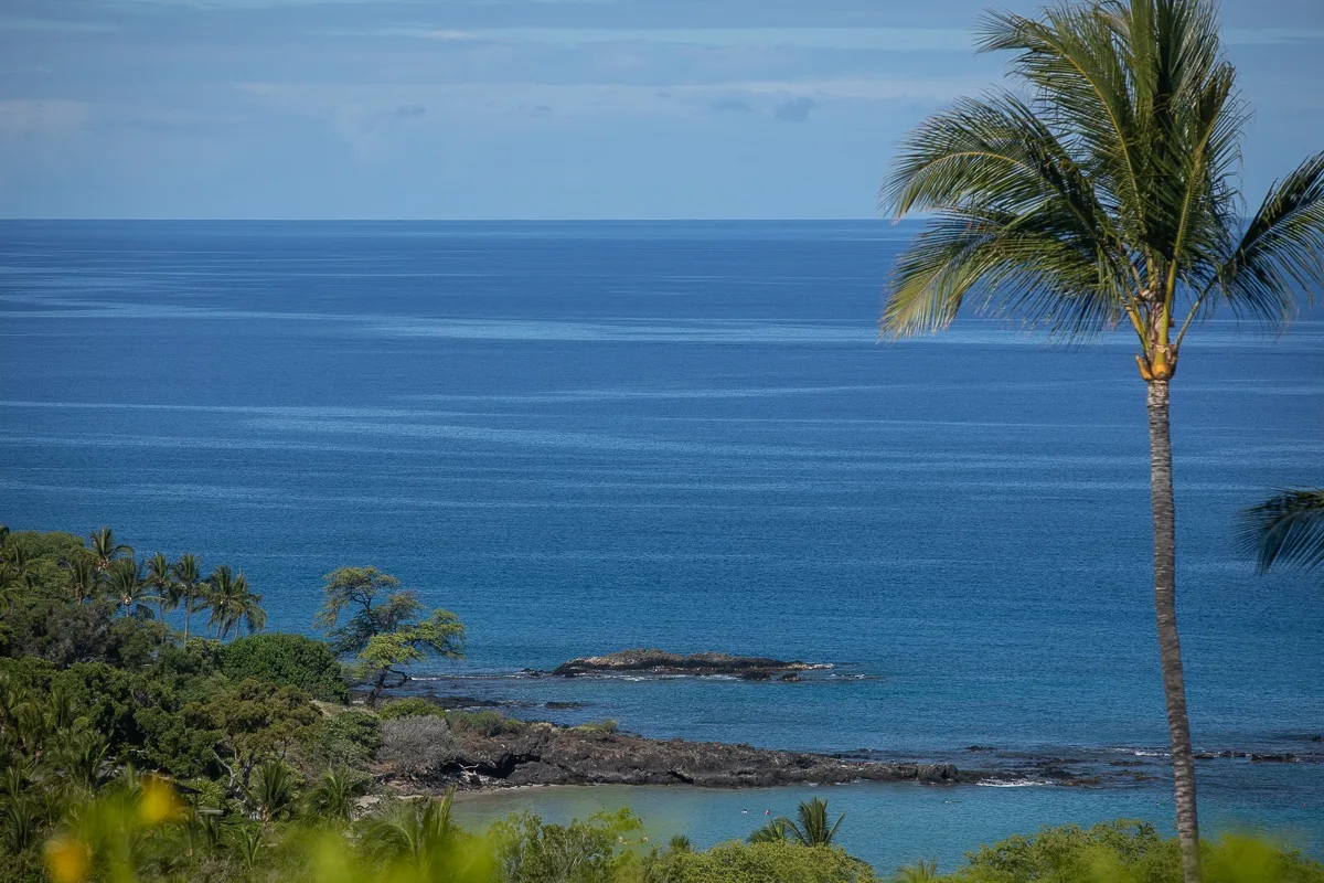 Coastal ocean view with a palm tree in the foreground.