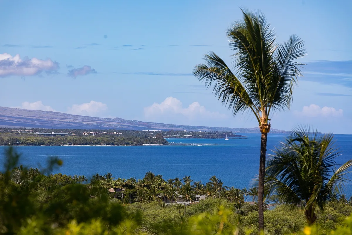 A coastal bay stretches beyond palm trees and green vegetation.