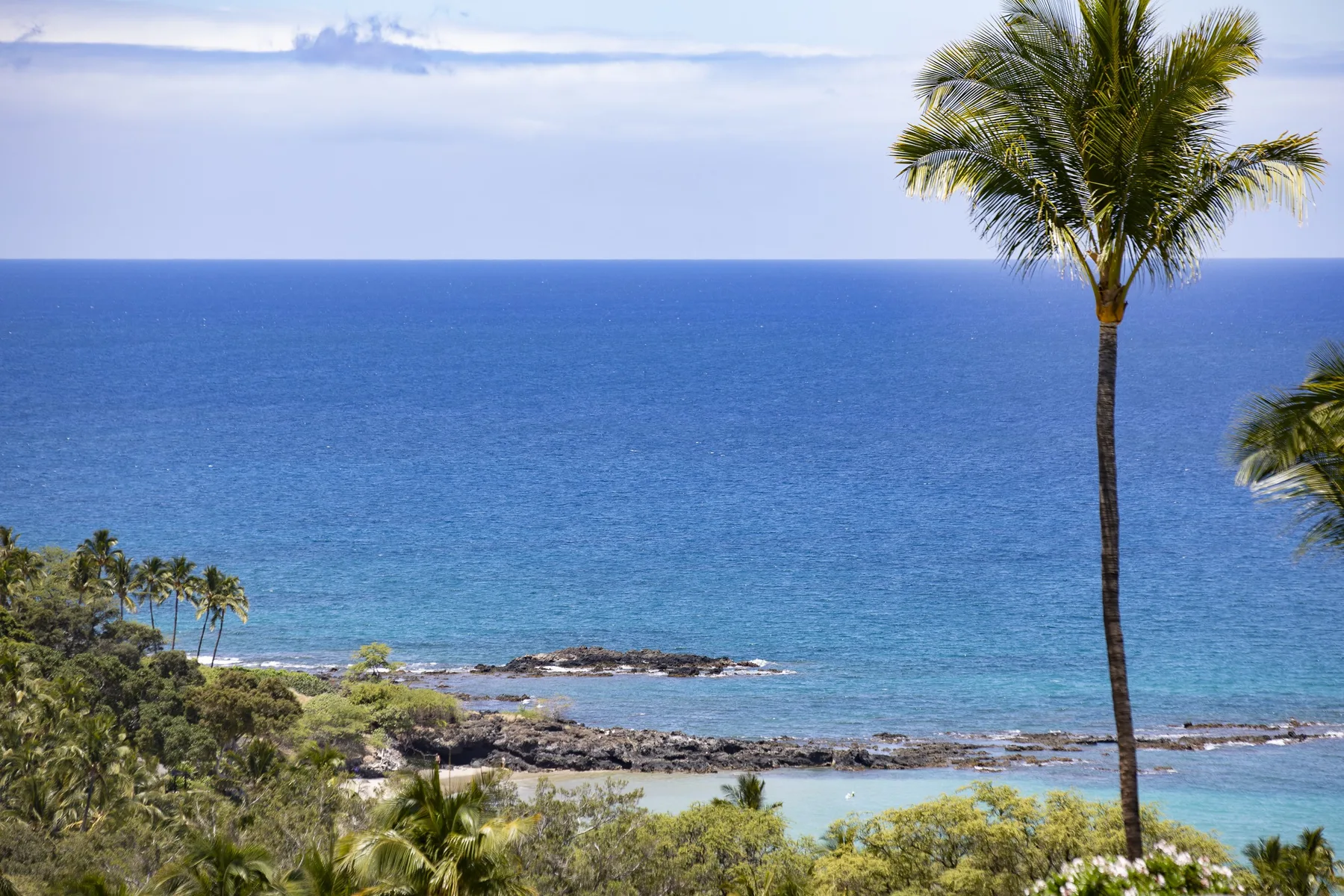 A coastal landscape with blue ocean, rocky shoreline, and palm trees.