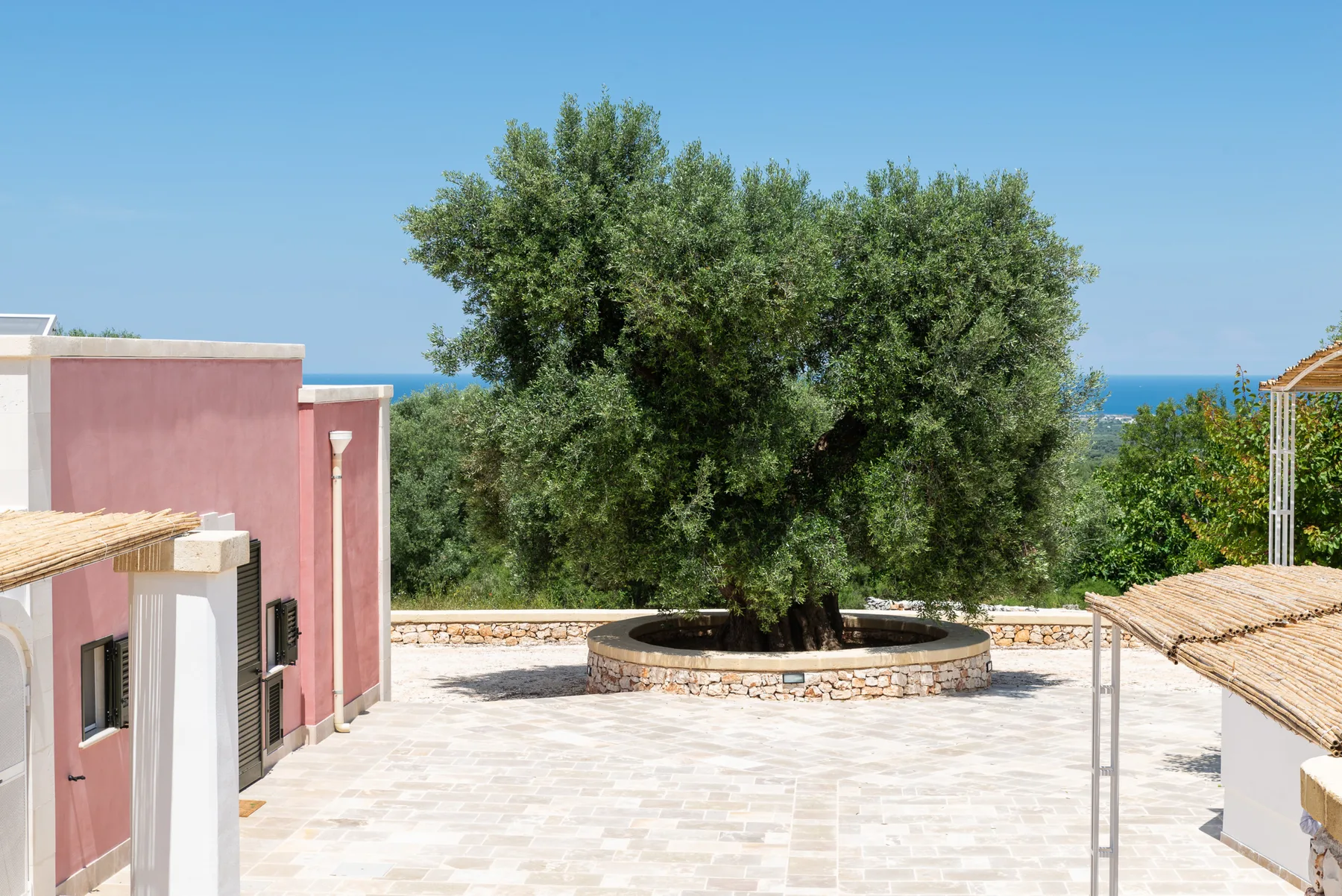 A paved courtyard surrounds a large tree, with the sea visible beyond.