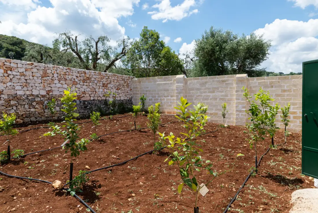 A small garden with young plants and irrigation lines beside stone walls.