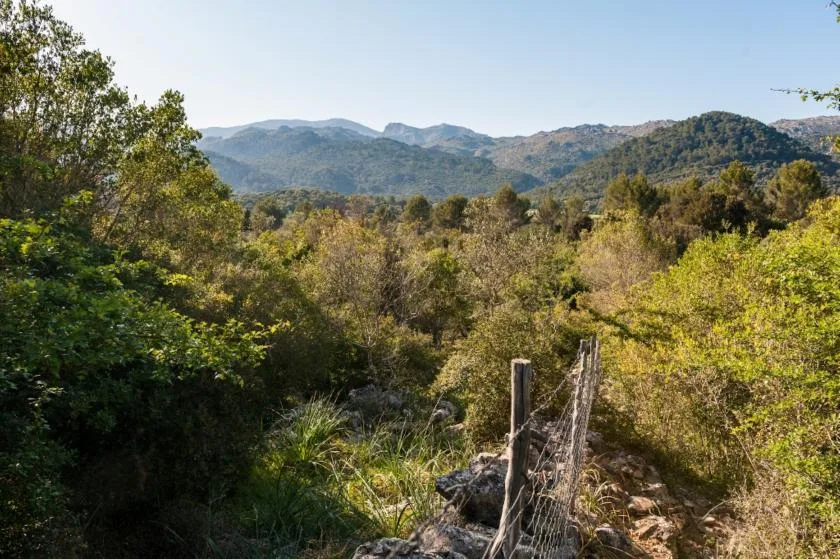 Un paisaje de montaña boscoso con una cerca rústica en primer plano.