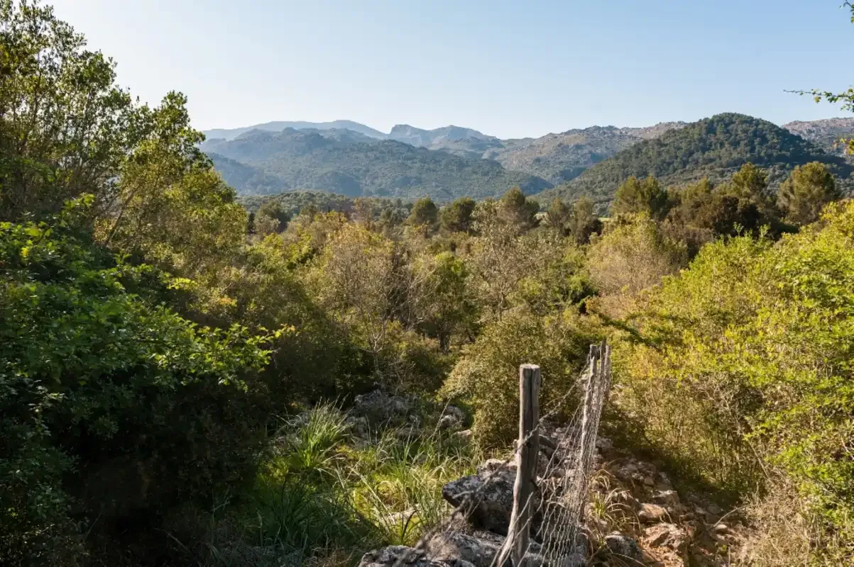 Un paisaje boscoso con un sendero estrecho que conduce hacia montañas lejanas.