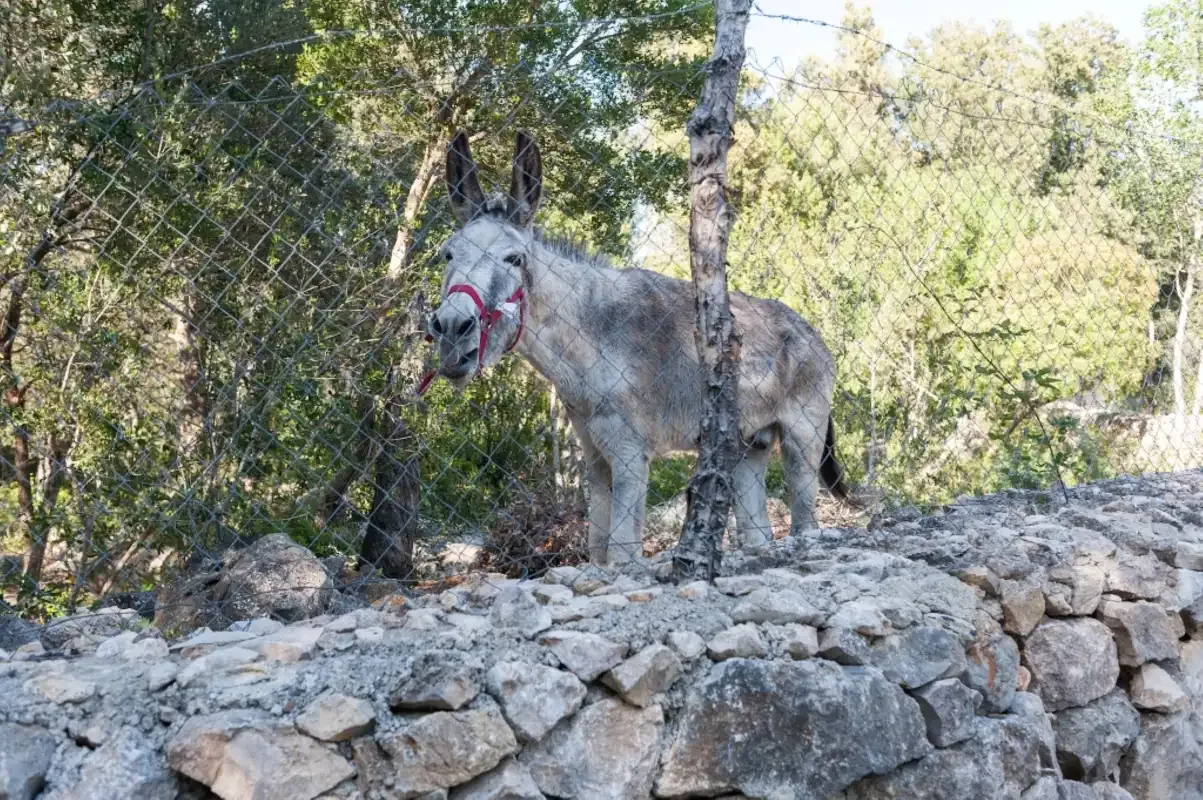 Un burro está detrás de un muro bajo de piedra entre árboles.