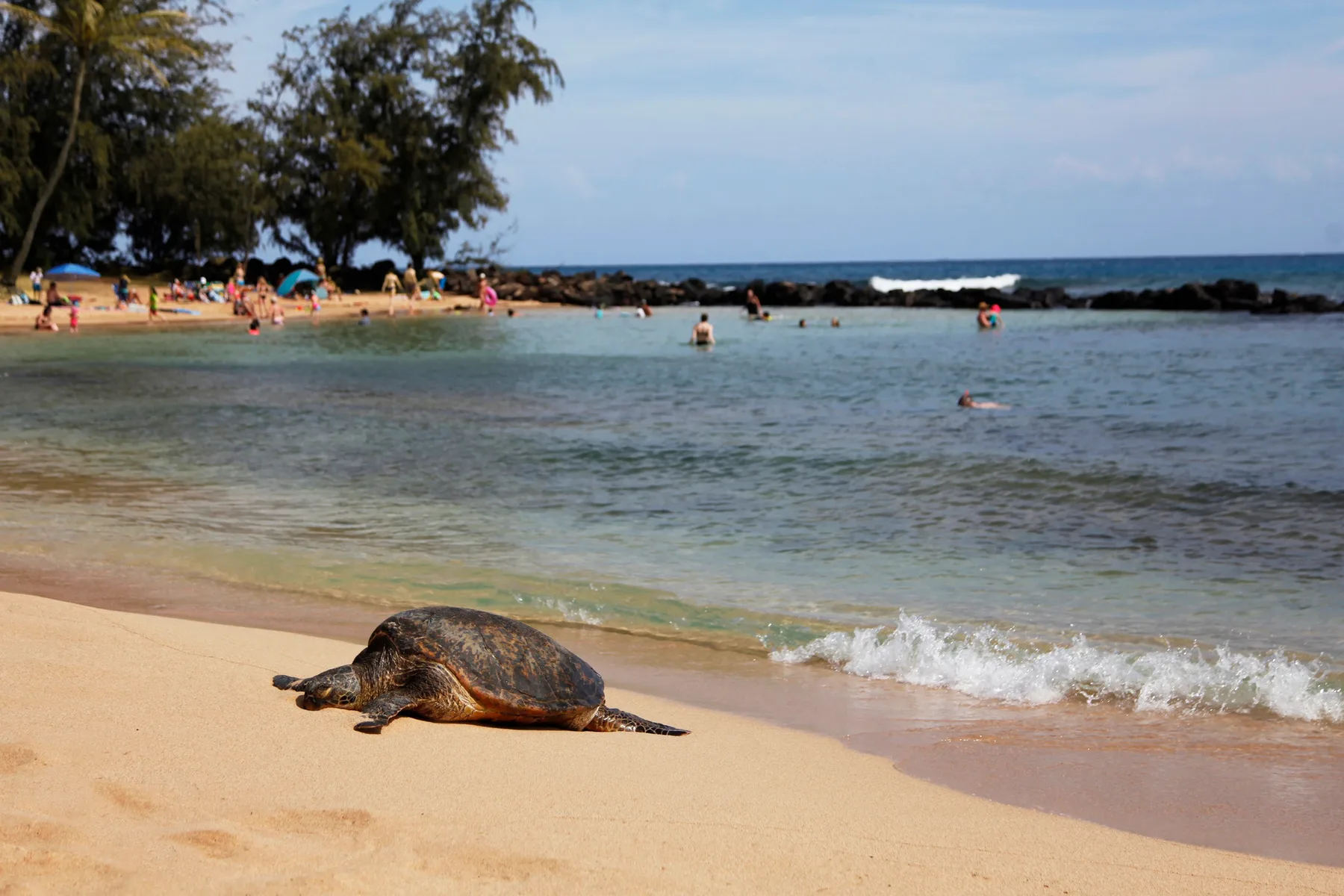 A sea turtle rests on a sandy beach beside the water.