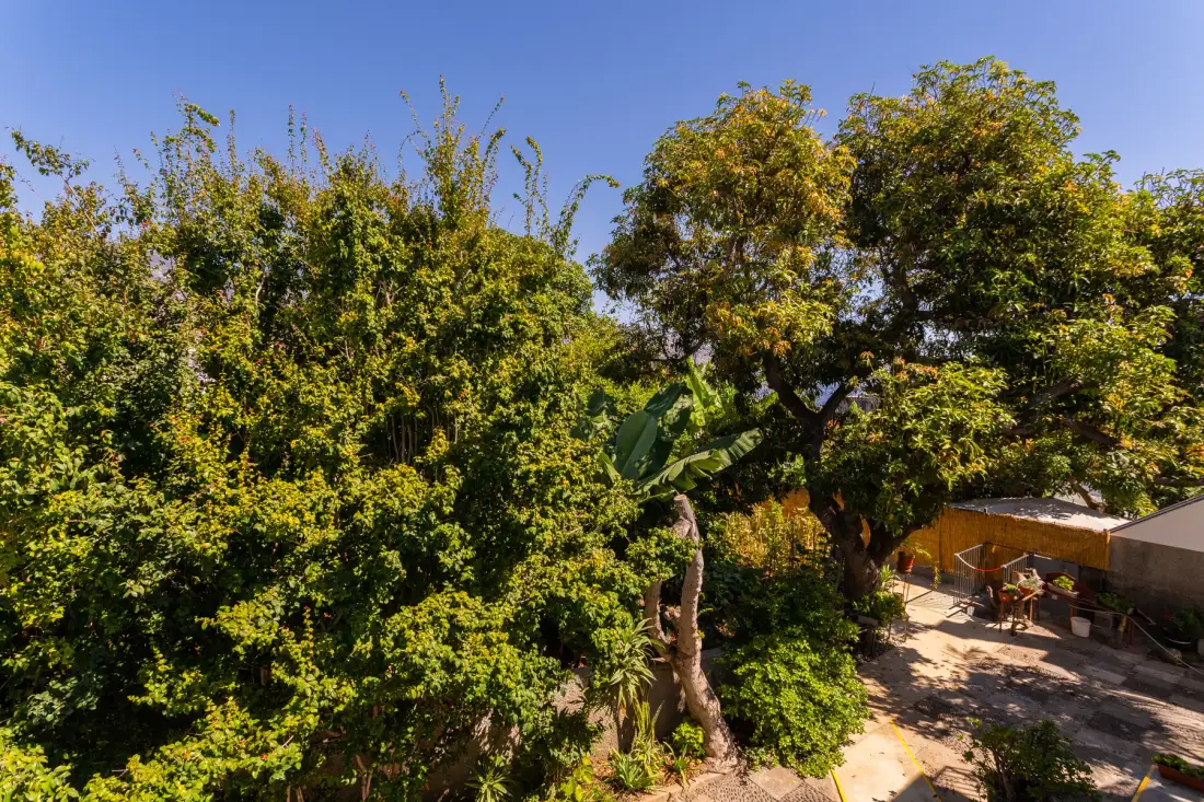 Un jardín frondoso con vegetación densa y una zona pavimentada bajo un árbol.