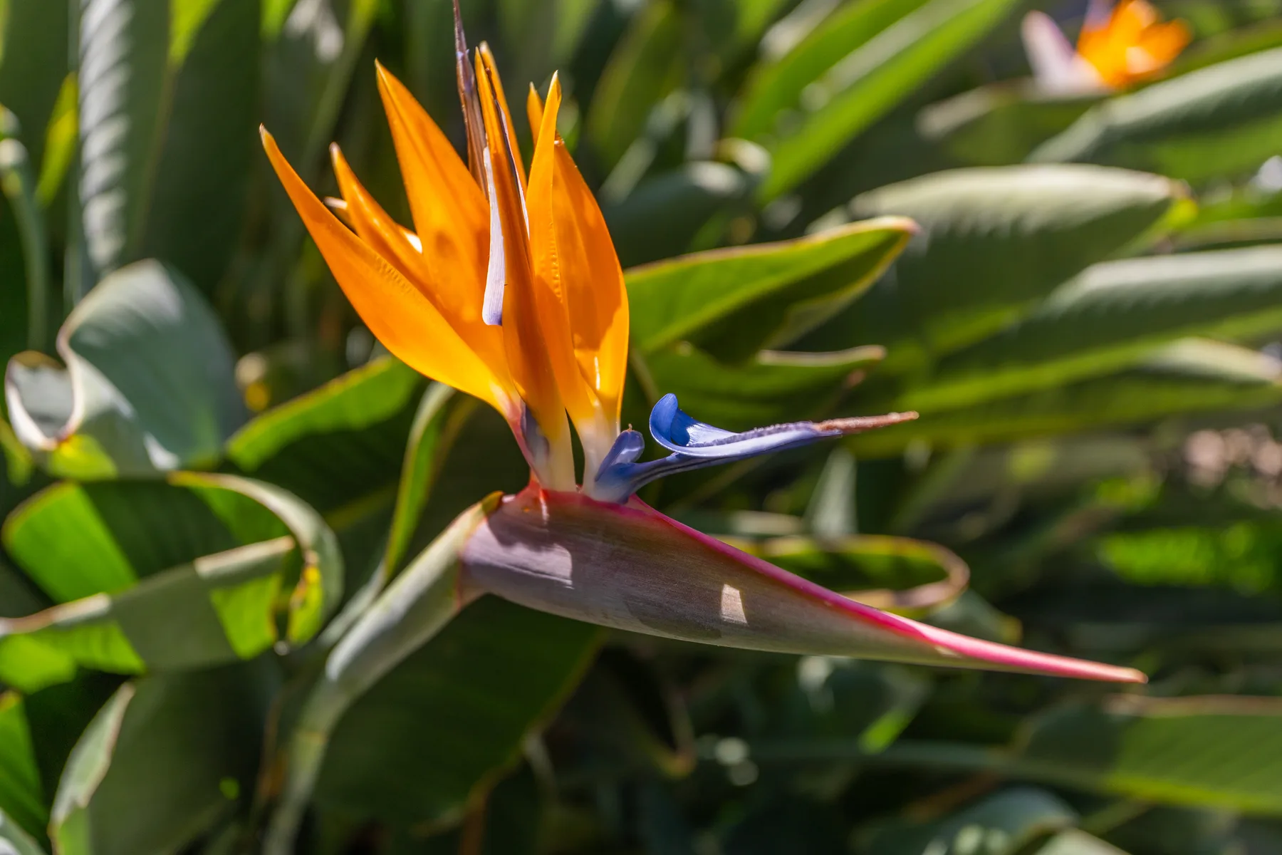 Una flor tropical de pétalos naranjas brillantes entre hojas verdes anchas.