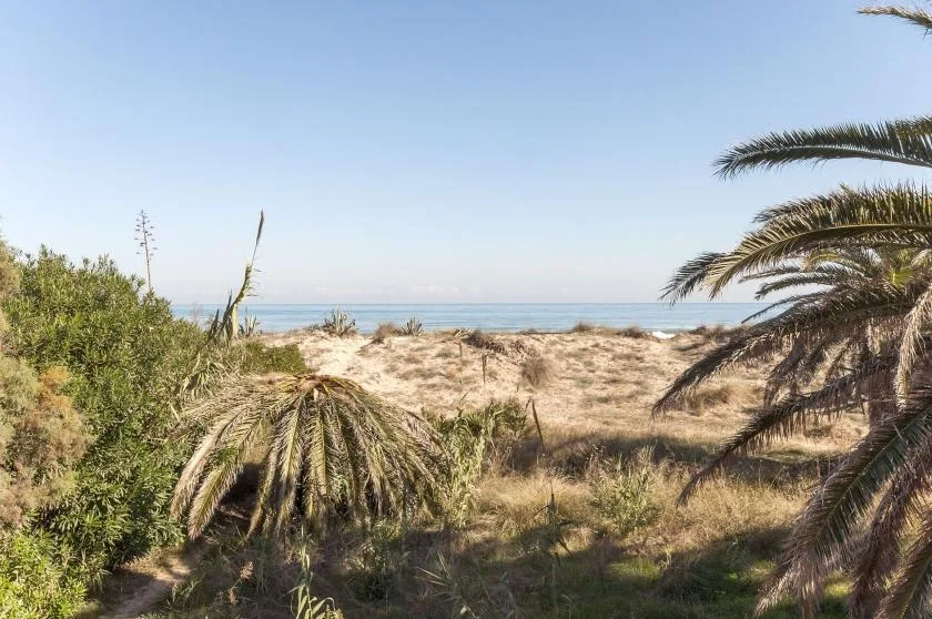 Coastal dunes with dry grasses and palm trees beside the sea.