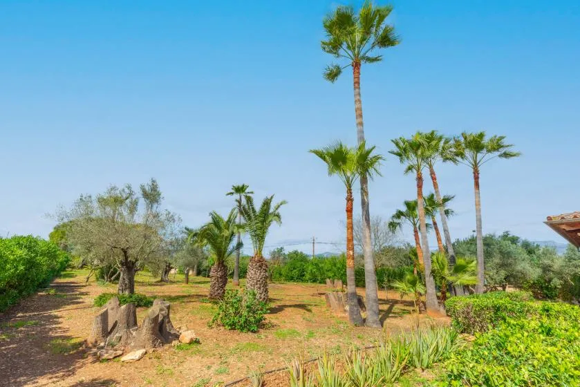 A sunny garden with palm trees, shrubs, and a clear blue sky.