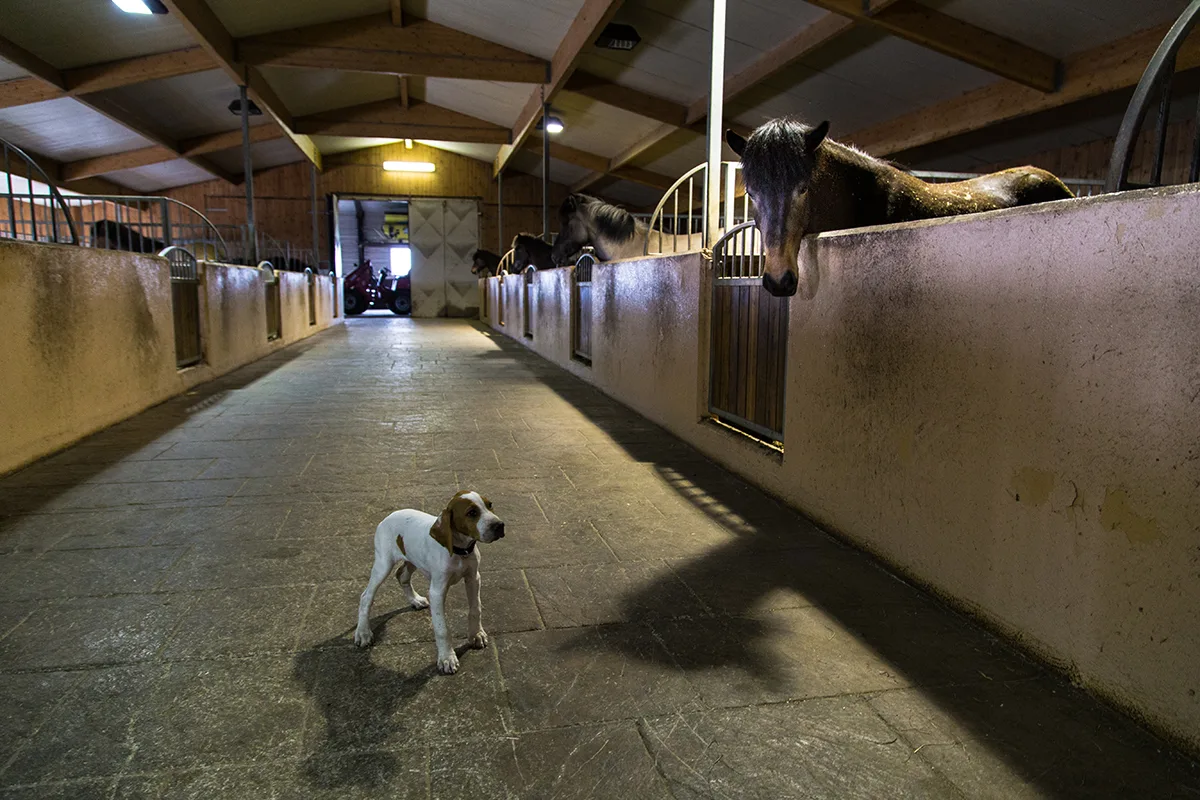 Farm stable