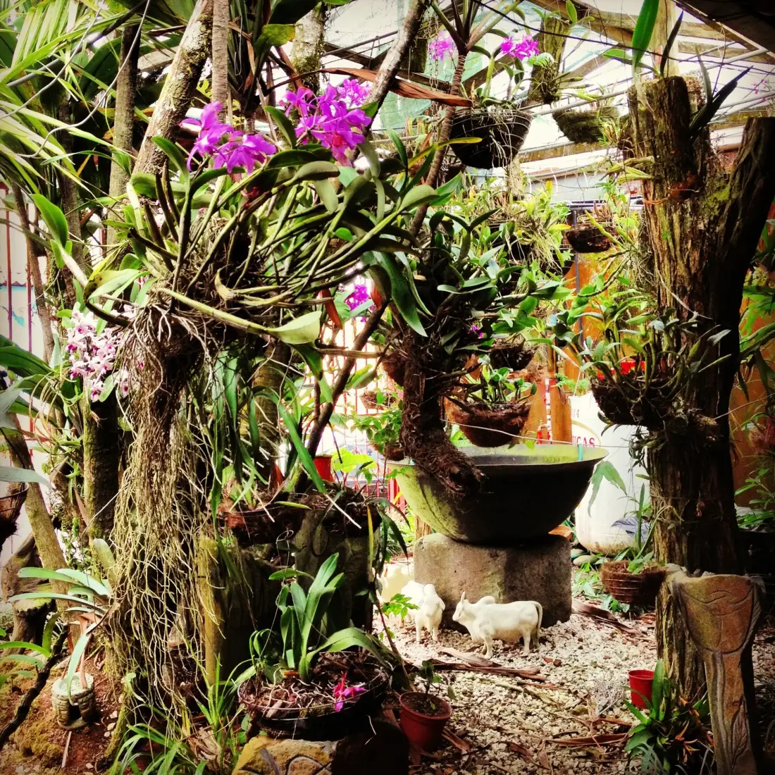 Garden