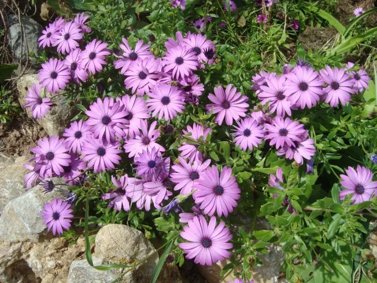 Flores moradas florecen entre follaje verde y rocas en un jardín.