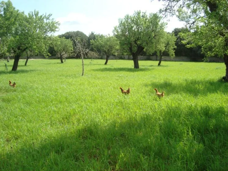 Un campo de hierba verde con árboles dispersos y varias gallinas.