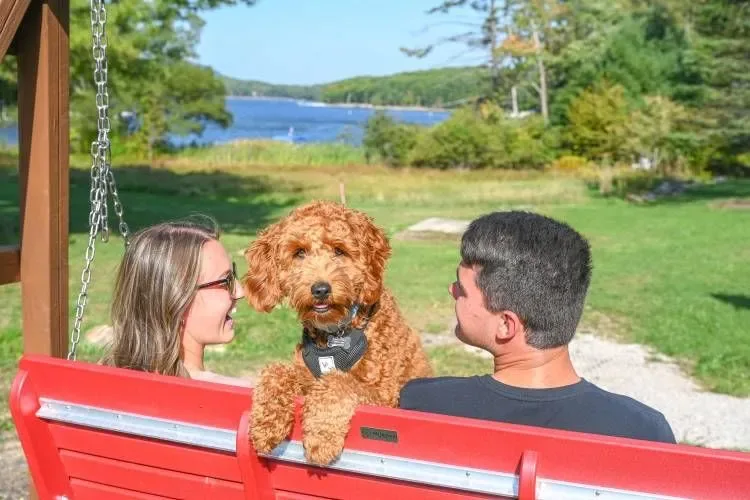 Huéspedes y un perro mirando el lago
