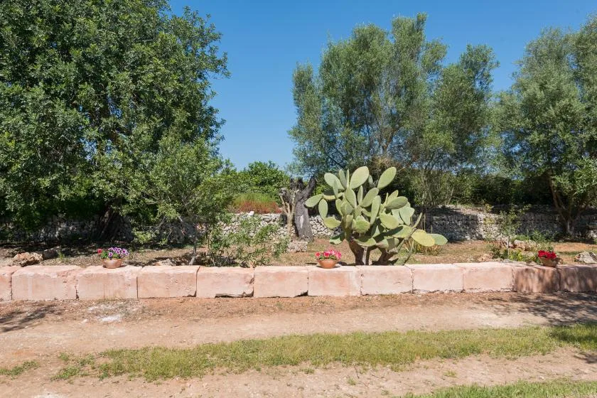 Un jardín con nopal, árboles y un borde bajo de piedra.