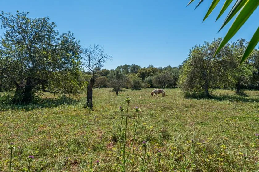 Un campo abierto con árboles y un caballo pastando bajo un cielo despejado.