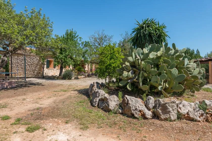 Un patio ajardinado soleado con un camino de piedra y un cactus grande.