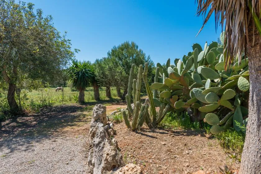Un sendero soleado atraviesa un jardín entre árboles y grupos de cactus.