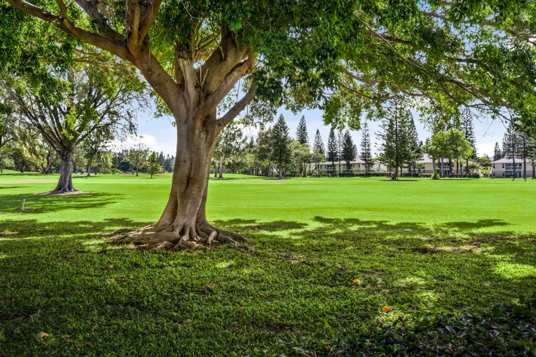 A large tree shades a broad green lawn in a landscaped outdoor area.