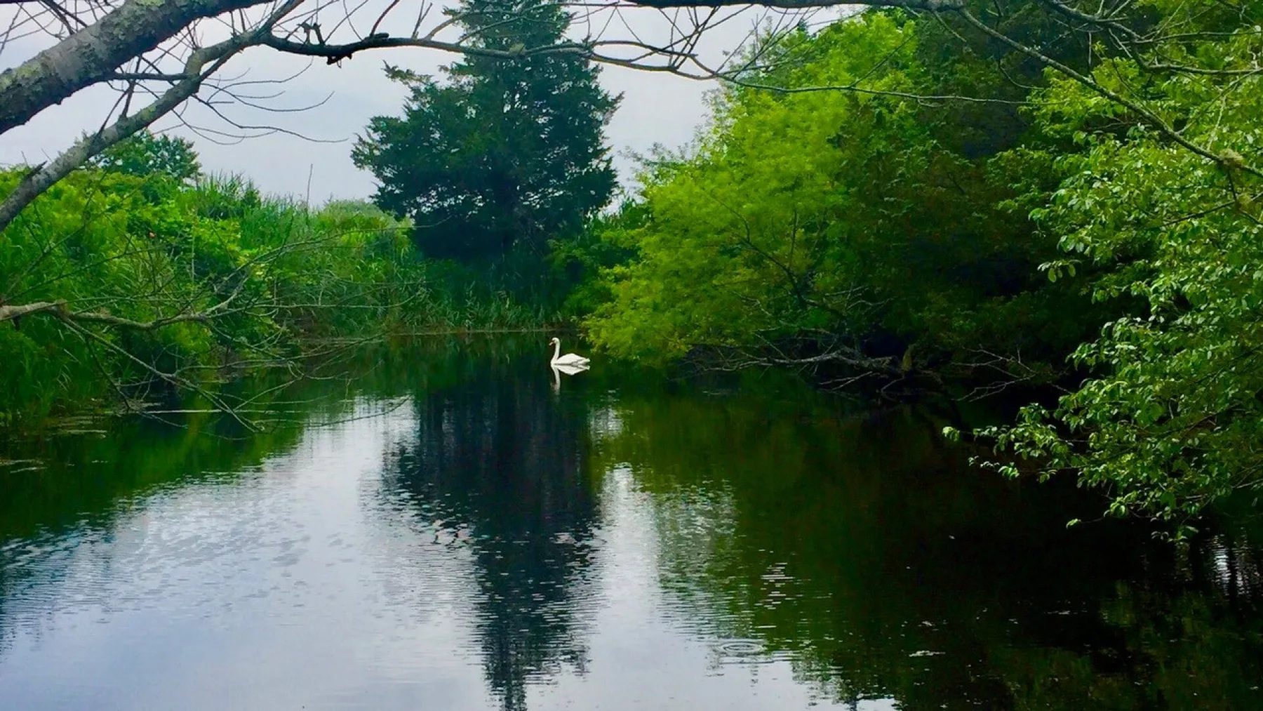 A calm pond reflects the surrounding trees and greenery.