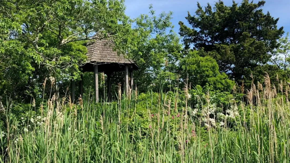 A small wooden gazebo stands among tall grasses and leafy trees.