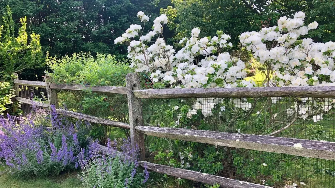 A flowering garden borders a wooden fence, with purple flowers in the foreground.