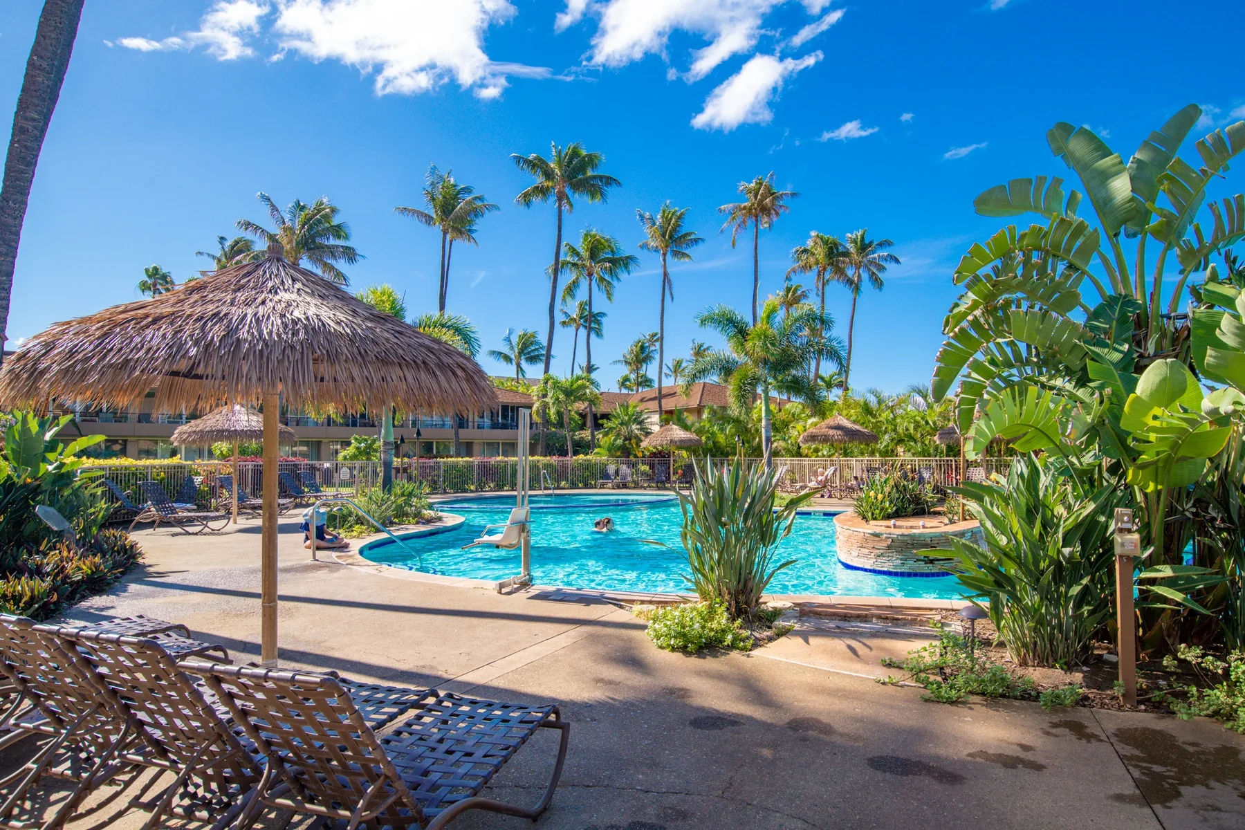 Una piscina está rodeada de palmeras y plantas tropicales bajo un cielo azul despejado.