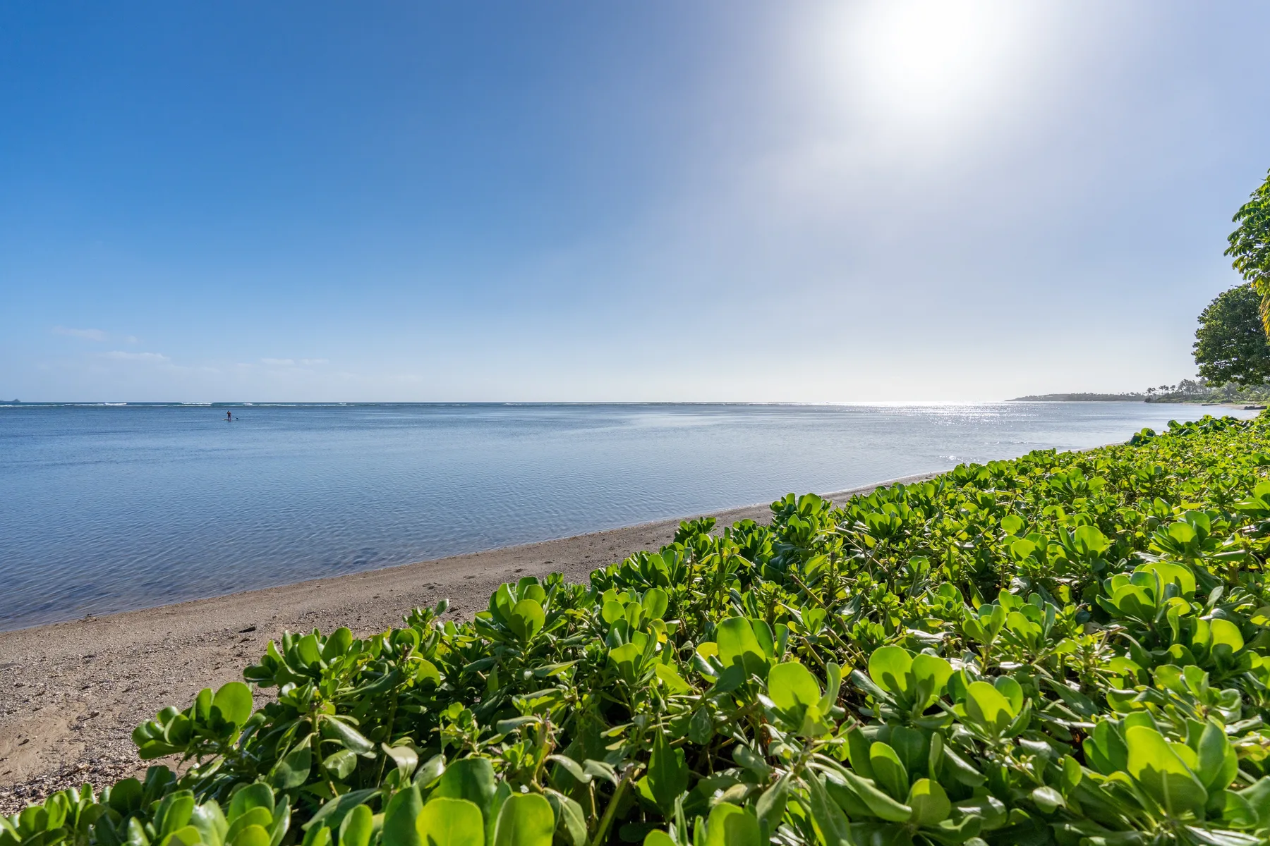 A calm shoreline with low green plants beside the water under a bright sky.
