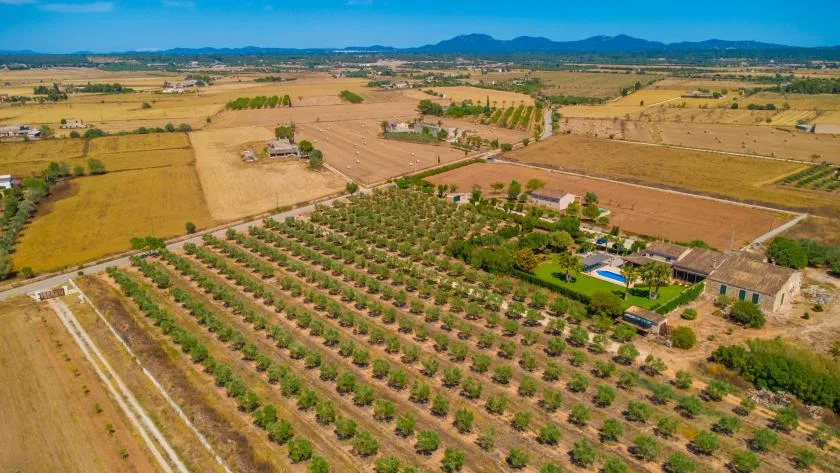 Una vista aérea muestra hileras de árboles frutales en un amplio paisaje rural.